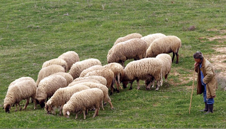 Овце.jpg