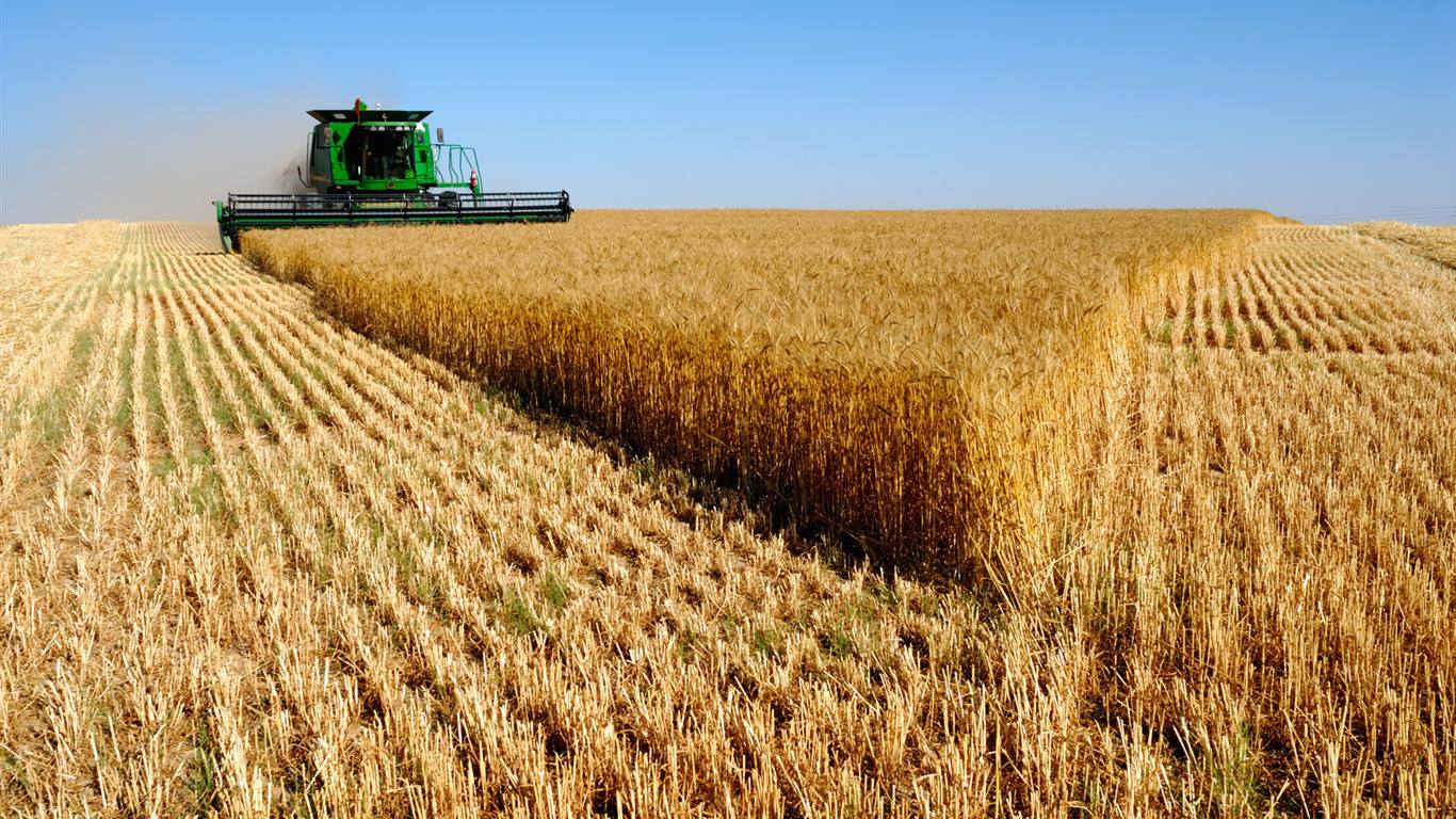 Средните добиви на пшеница в област Добрич наричана 8222 житницата 8220 на