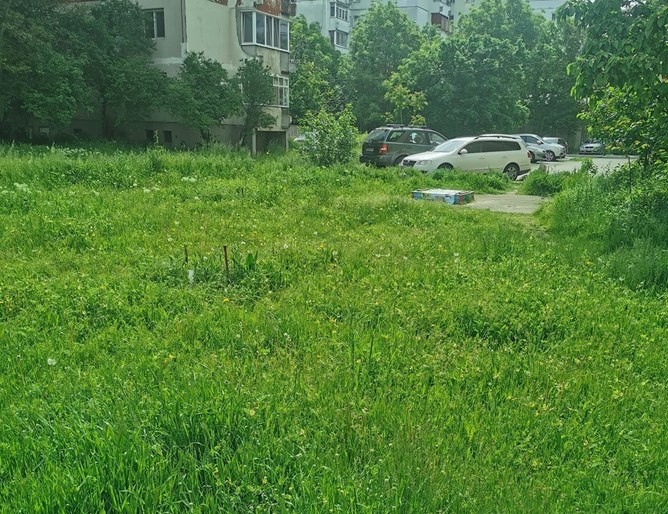 Буйни треви изпълват междублоковите пространства в Пловдив а хората се