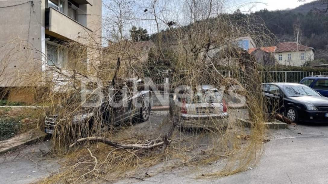 Опасното време във Враца вече нанесе поражения Огромно дърво е