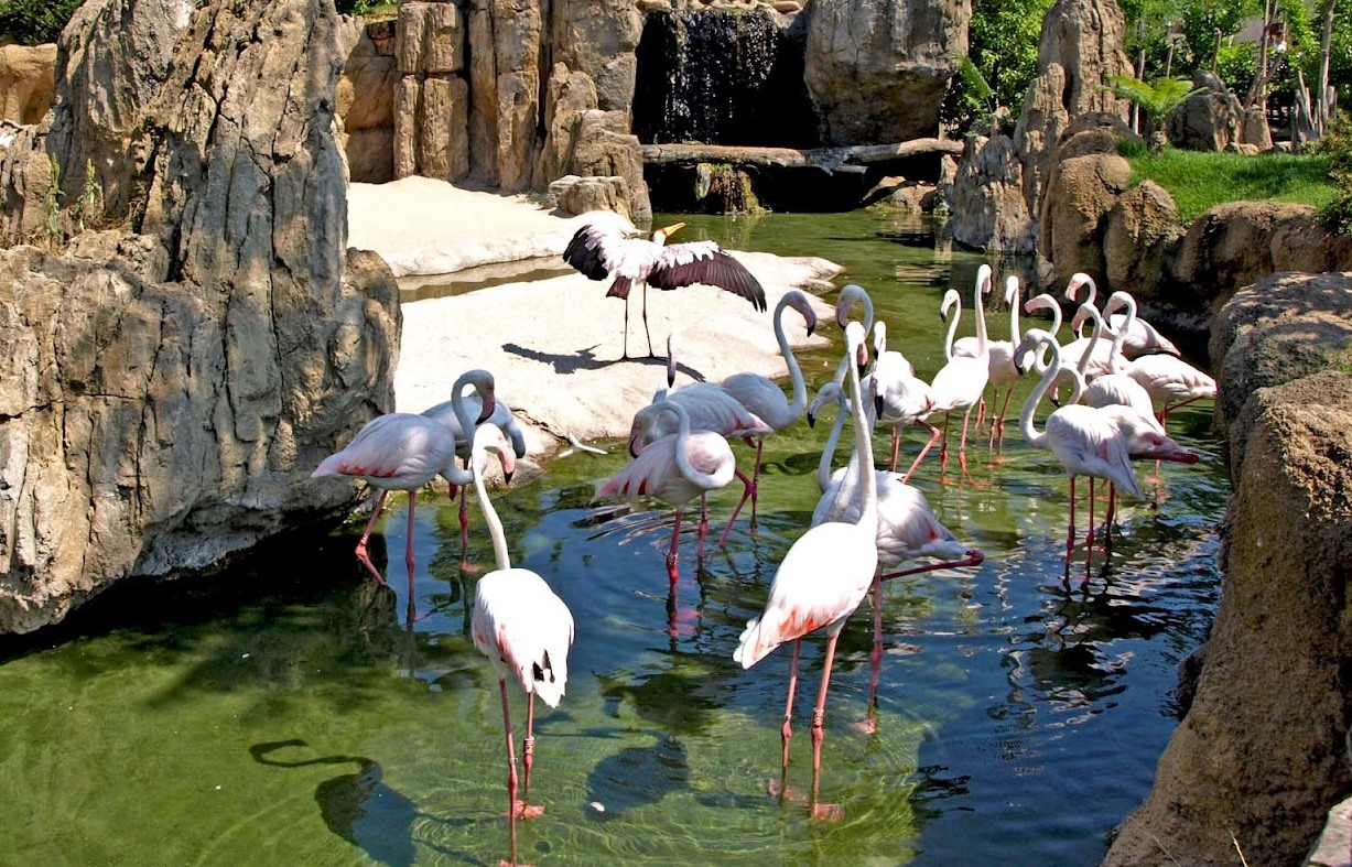 flamingo-Zoologicheska-plovdiv