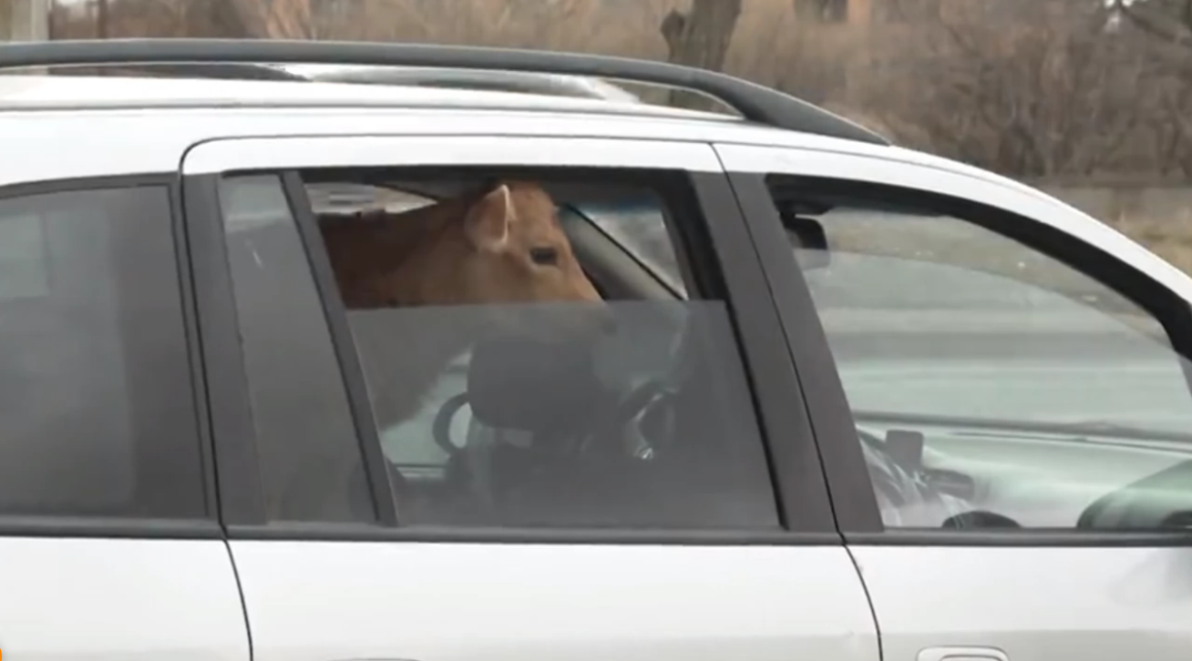 Шофьор превозващ седем телета в задната част на автомобила си