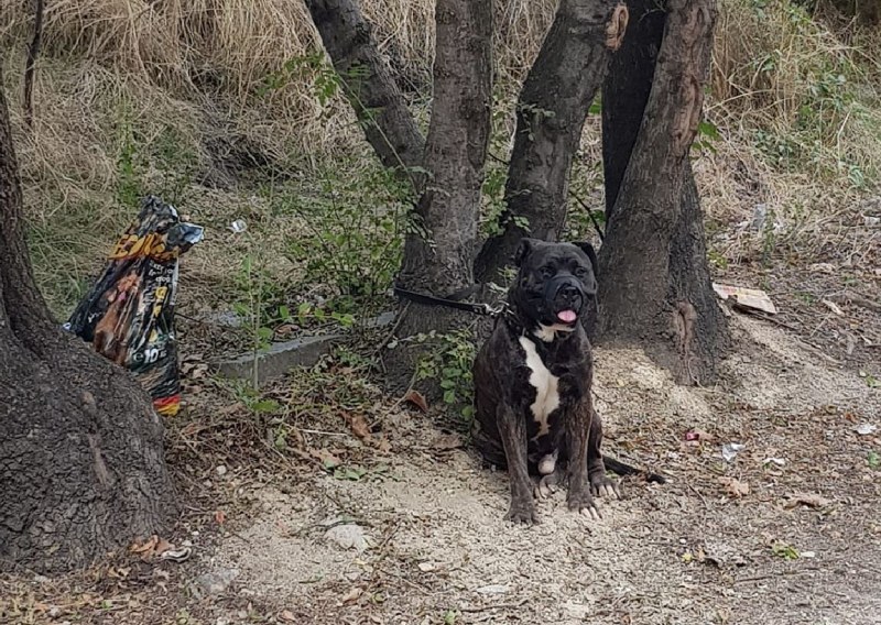 Домашно куче е изоставено в Пловдив Животинчето за което се