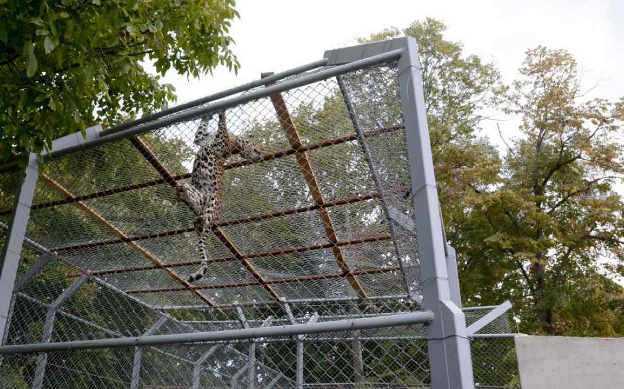 leopard-varna-zoopark-Copy