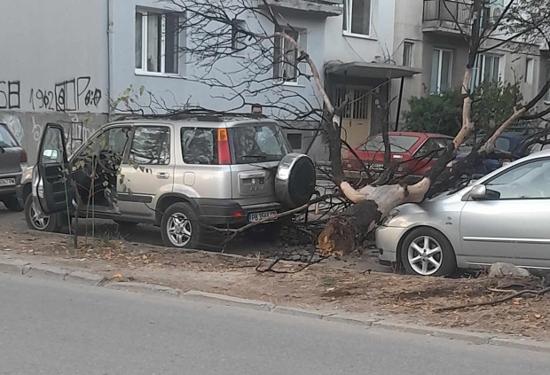 Сухо и изгнило дърво е паднало върху две паркирани коли