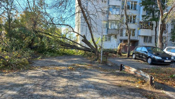Голямо дърво е паднало под СУ Найден Геров във Варна