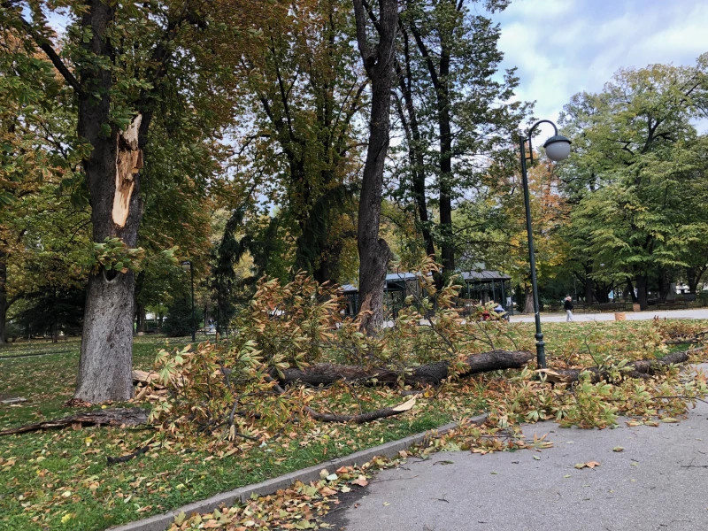 Силният вятър в Пловдив счупи голямо дърво в Цар Симеоновата