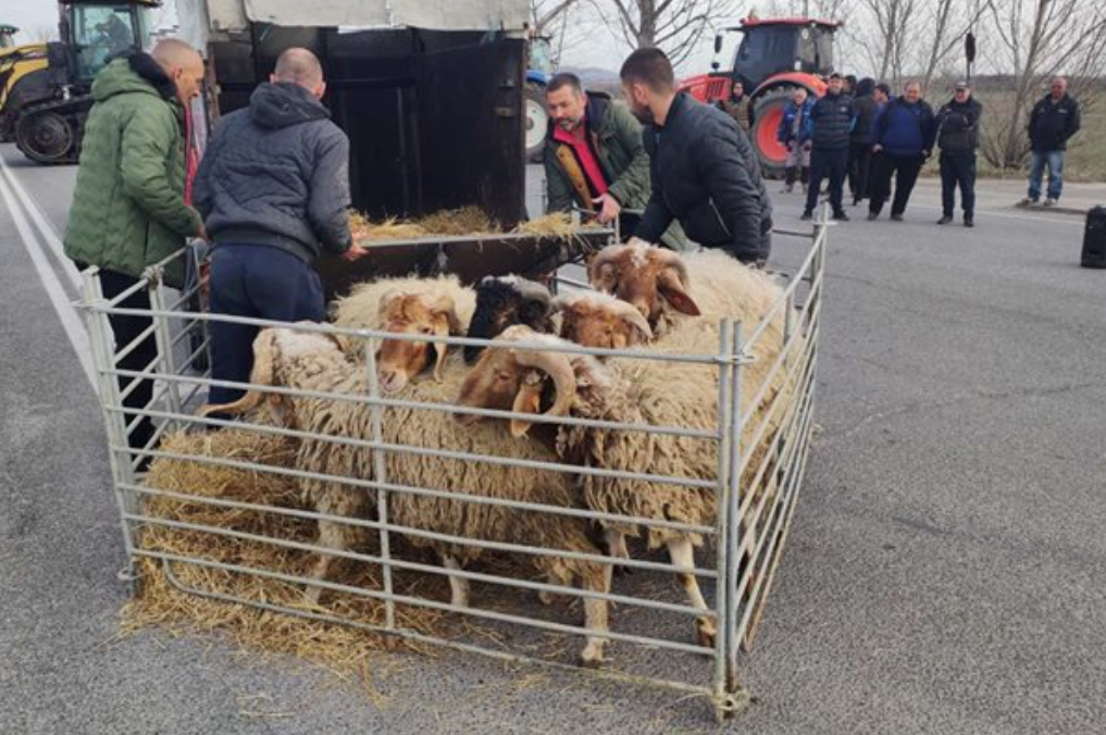 овце-протест-земеделци.png