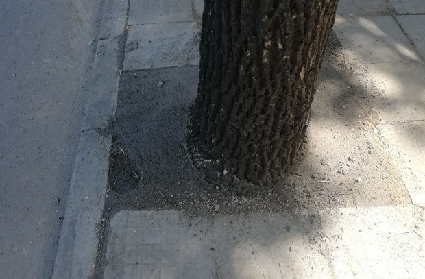 Циментирано дърво в Пловдив