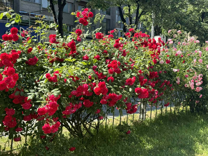 Стотици хиляди рози разцъфтяха и тази пролет в разделителните ивици