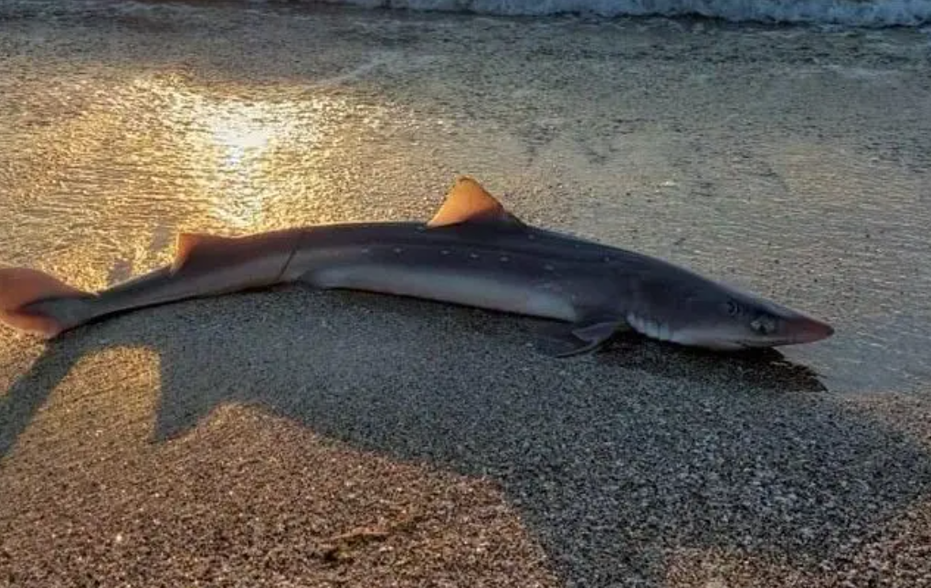 Малка черноморска акула се появи на бургаския плаж Морският обитател